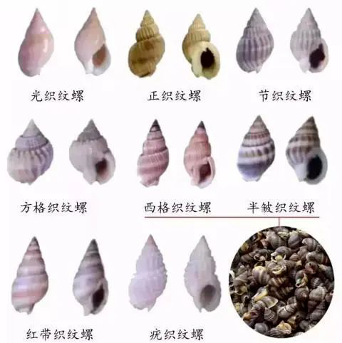 重要提醒!这种螺别吃,别买! - 关注南通 - 濠滨论坛